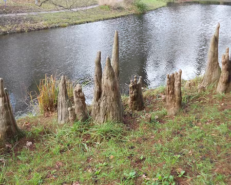 PXL018 Pneumatophores, racines aériennes des cyprès chauves