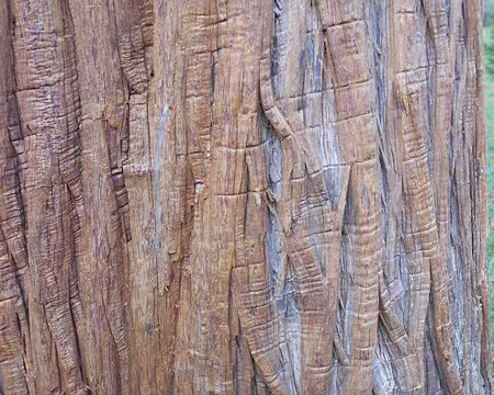 PXL019 Ecorce du tronc d'un cyprès chauve