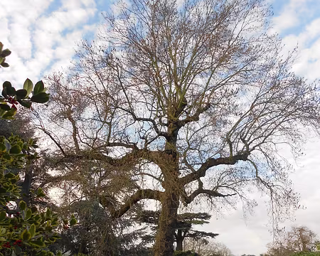 PXL022 Tulipier de Virginie