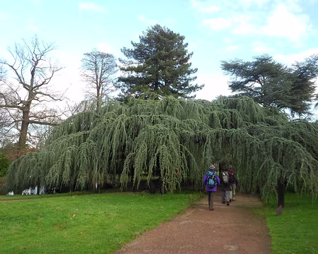 PXL025 Cèdre bleu pleureur
