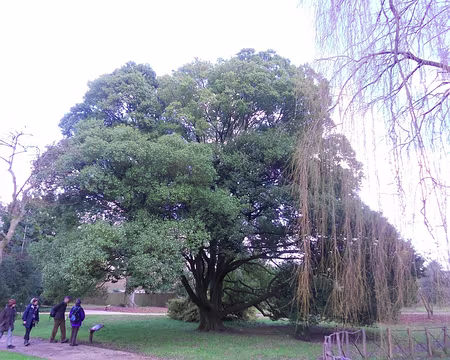 PXL027 Chêne à feuilles de myrsine, origine : Japon, Chine, Laos