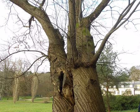 PXL032 Tronc du Châtaignier commun