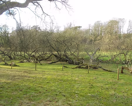 PXL034 Catalpa bignonioïdes