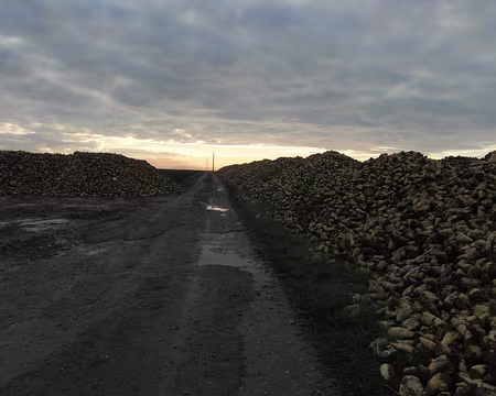 PXL000 amats de betteraves