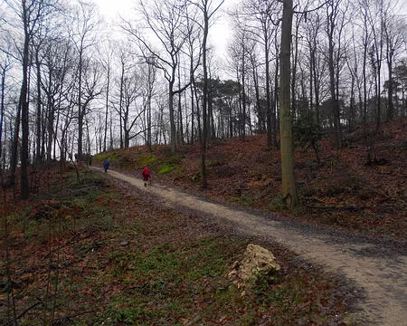PXL007 La forêt de Bois d'Arcy