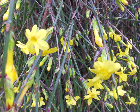 PXL028z1310 Jasmin d'hiver