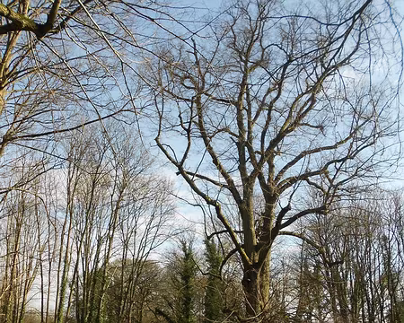 PXL007 Tilleul, voisin du tilleul des Bons Hommes