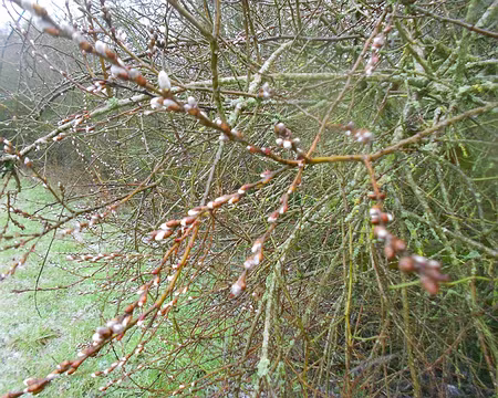 PXL026 Premiers chatons. Merci à Marylise.