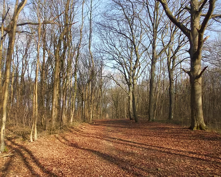 PXL008 Forêt de Cheptainville. Merci à Gilles.