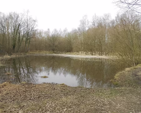 PXL007 De nombreuses mares en forêt