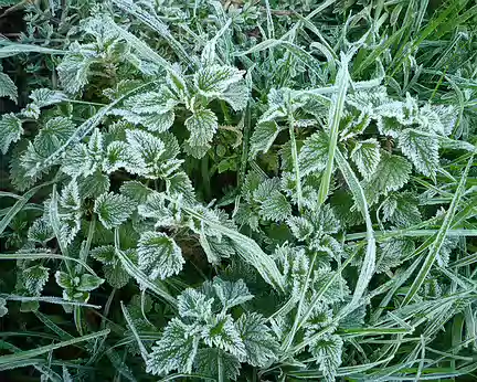 PXL013 Gelée blanche ce matin