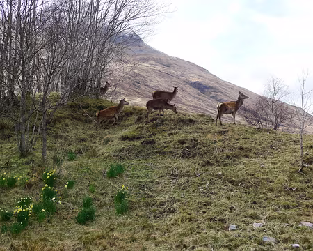 PXL069 Daims [photo JCR]