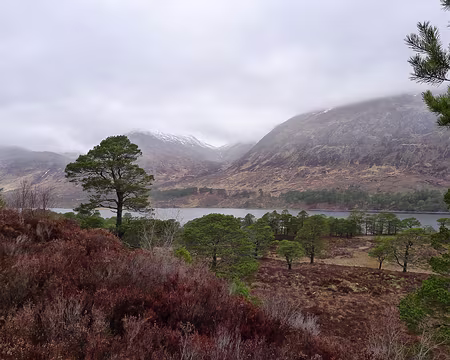 PXL116 … et ses pins calédoniens [photo JCR]