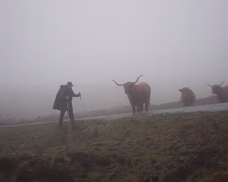 PXL168 Rencontre d'un parisien et de boeufs écossais