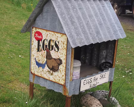 PXL171 Eggs for sale