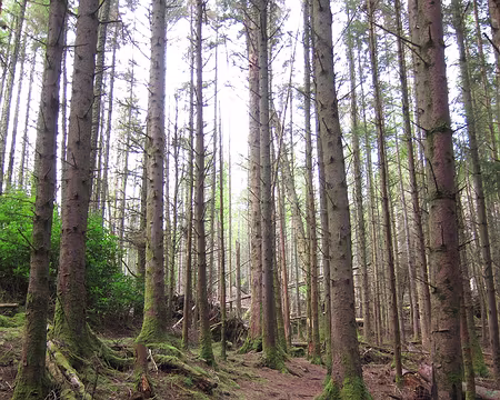 PXL223 Raasay est en partie reboisée…