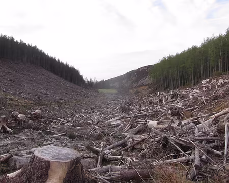 PXL224 … et régulièrement déboisée