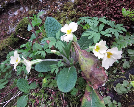 PXL253 Rare signe du printemps