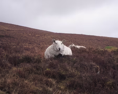 PXL325 Mouton placide