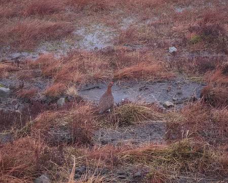 PXL326 Cherchez la poule