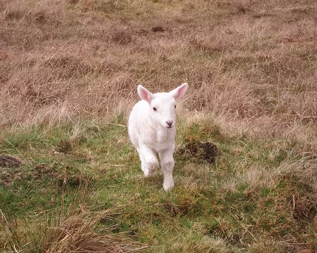 PXL329 Un agneau nous prend pour ses parents