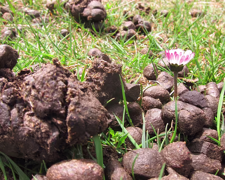 PXL331 Engrais naturel