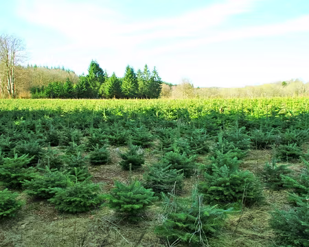 PXL022 Elevage de Norman