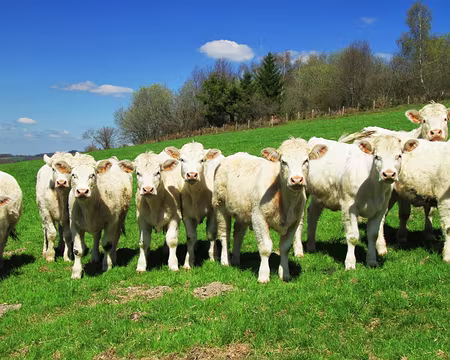 PXL033 Conversations bovines