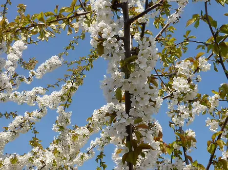 2013-04 RDV printemps