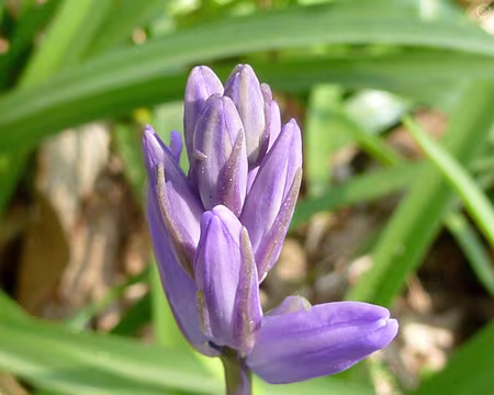 PXL009 Après un hiver gris et long,