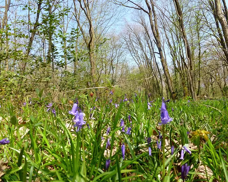 PXL010 les fleurs apparaissent enfin