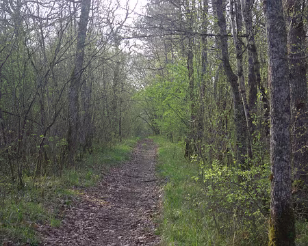 Dernière balade en forêt Dernière balade en forêt