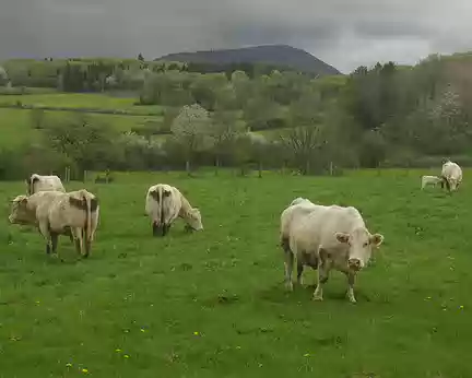 Les parisiens aiment photographier les vaches Les parisiens aiment photographier les vaches