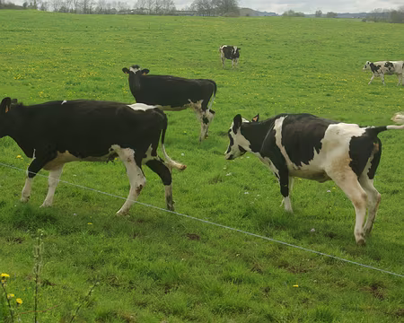 Les vaches aussi ont l'air d'aimer les parisiens ! Les vaches aussi ont l'air d'aimer les parisiens !