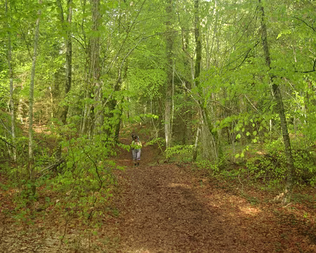 À nouveau dans la cheire du puy de Côme À nouveau dans la cheire du puy de Côme