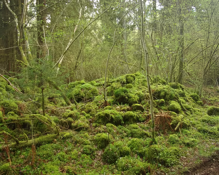 Toujours la coulée de lave : l'éruption a dû être impressionnante ! Toujours la coulée de lave : l'éruption a dû être impressionnante !