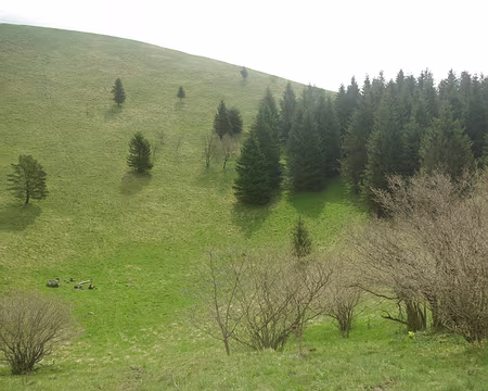 Le cratère du puy de Côme Le cratère du puy de Côme