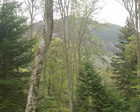 Forêt auvergnate Forêt auvergnate