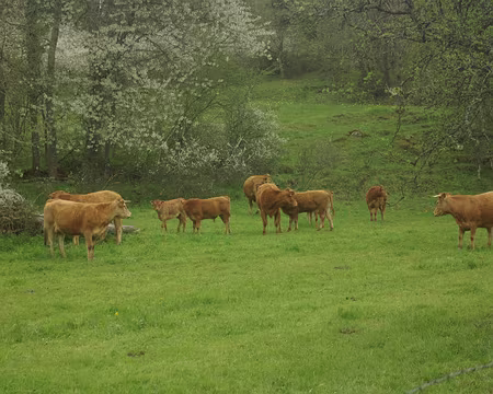 Beaucoup de vaches en Auvergne Beaucoup de vaches en Auvergne