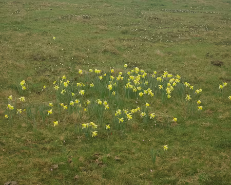 Jonquilles Jonquilles