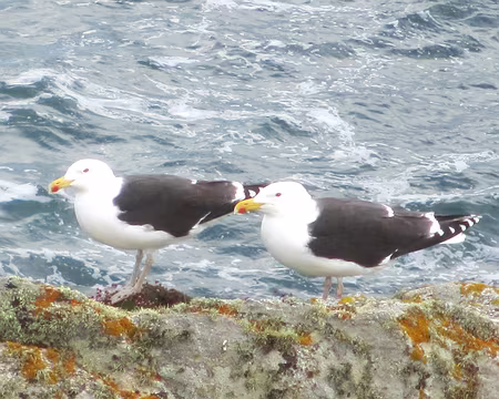 PXL127 goélands marins
