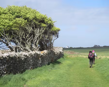 PXL156 quelques arbres arrivent à survivre