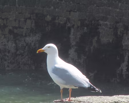 PXL195 goéland argenté
