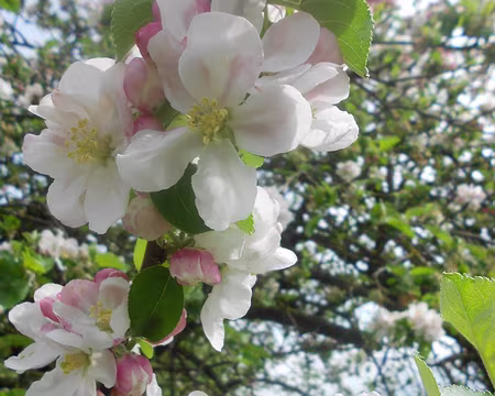 PXL001 Fleurs de pommier