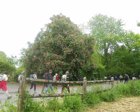 PXL002 Marronnier rouge