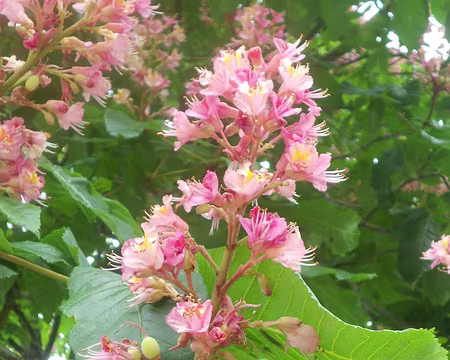 PXL003 Fleurs de marronnier rouge