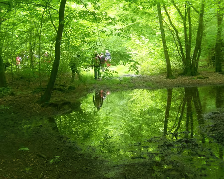 PXL005 Forêt de Malvoisine