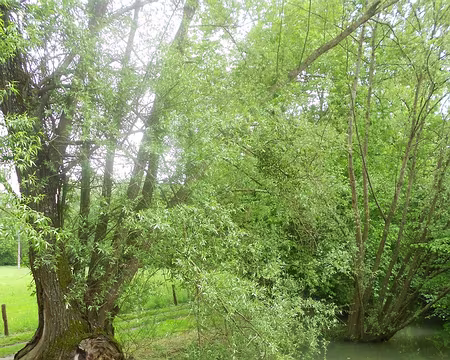 PXL007 L'Aubetin, long de 62 km, est un affluent du Grand Morin