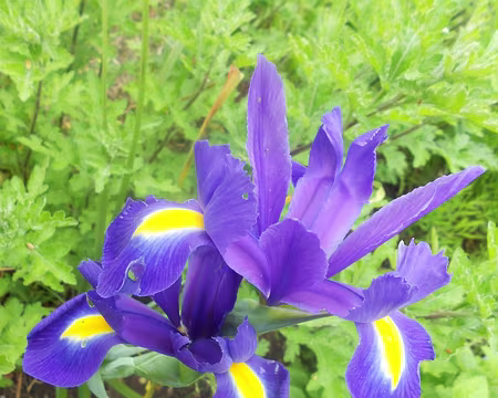 PXL035 Iris