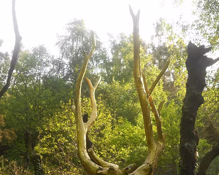 PXL055 L'Arbre d'Or, val Sans Retour